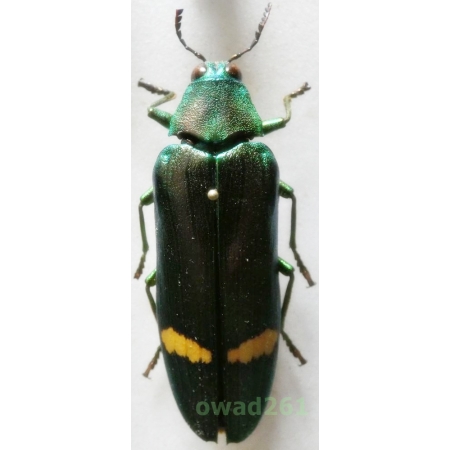 Megaloxantha hemixantha (Snellen van Vollenhoven, 1864) +60mm Malaysia